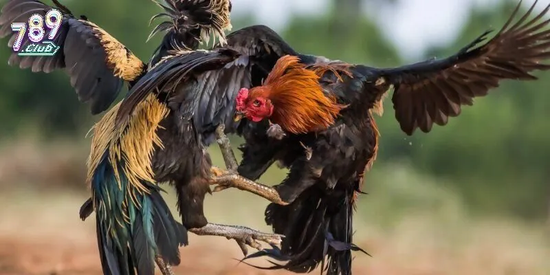 Tỷ lệ trả thưởng cực cao