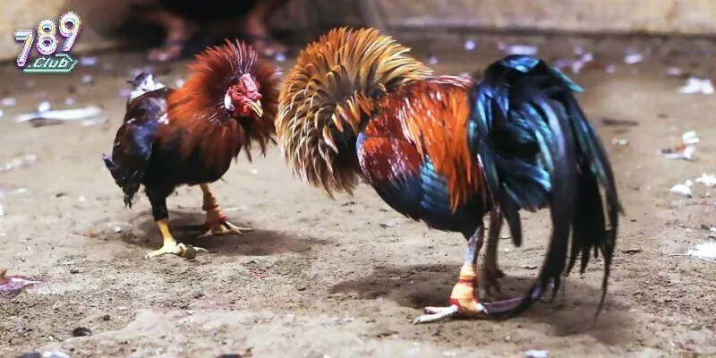 Tổng hợp luật chơi đá gà chi tiết
